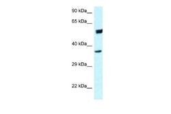 HOMER3 Rabbit anti-Human, Polyclonal, Novus Biologicals 0.1ml; Unconjugated:Antibodies,